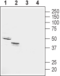 Western blot analysis of rat (lanes 1 and 3) and mouse (lanes 2 and 4) kidney membranes: