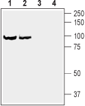 Western blot analysis of rat brain synaptosomal fraction (lanes 1 and 3) and mouse brain synaptosomal fraction (lanes 2 and 4):