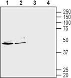 Western blot analysis of human Caco-2 colorectal adenocarcinoma cell line lysate (lanes 1 and 3) and human HepG2 liver hepatocellular carcinoma cell lysate (lanes 2 and 4):