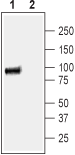 Western blot analysis of human Colo-205 colon adenocarcinoma cell lysate:
