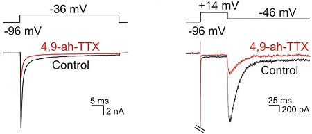 4,9-Anhydrotetrodotoxin