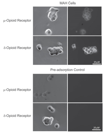 Expression of μ- and δ-opioid receptors in immortalized rat chromaffin (MAH) cells.