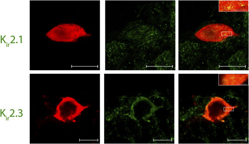 Anti-Kir2.3 (KCNJ4) Antibody