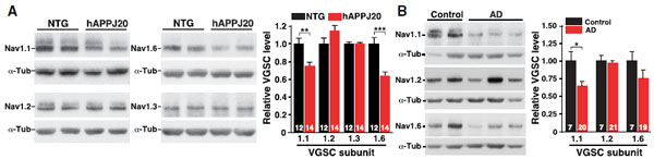 Anti-SCN3A (Nav1.3) Antibody