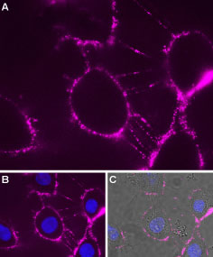 Expression of P2RX7 in rat brain glioma (C6) cells
