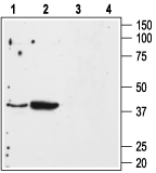 Western blot analysis of mouse kidney (lanes 1 and 3) and mouse heart (lanes 2 and 4) membranes: