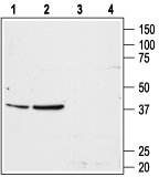 Western blot analysis of rat liver (lanes 1 and 3) and rat kidney (lanes 2 and 4) membranes: