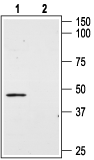 Western blot analysis of mouse MS1 endothelial cells: