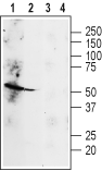 Western blot analysis of rat heart (lanes 1 and 3) and lung (lanes 2 and 4) lysates: