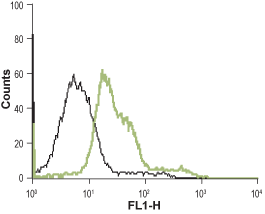 Cell surface detection of α1B-Adrenoceptor in GH3 living cells: