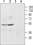 Western blot analysis of mouse (lanes 1 and 3) and rat (lanes 2 and 4) brain lysates: