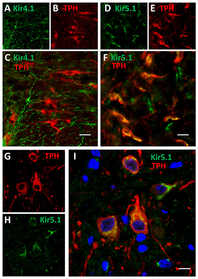 Anti-Kir5.1 Antibody