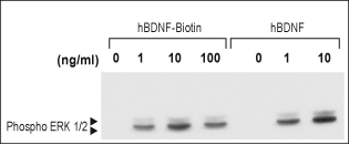 Alomone Labs human BDNF-Biotin induces ERK1/2 MAPK phosphorylation in transfected HEK-293 cells as BDNF.