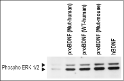 Alomone Labs Recombinant human proBDNF (cleavage resistant) protein activates ERK1/2 MAPK in TrkB transfected HEK 293 cells.