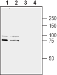 Western blot analysis of rat brain lysate (lanes 1 and 3) and mouse brain synaptosomal fraction (lanes 2 and 4):