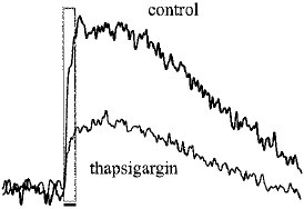 Thapsigargin