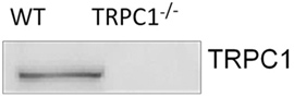 Anti-TRPC1 Antibody