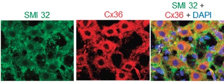 Anti-Connexin-36 Antibody