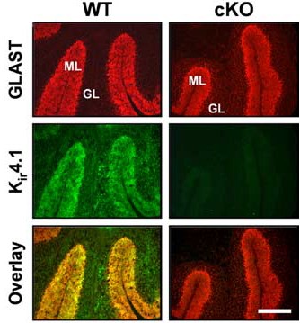 Anti-Kir4.1 (KCNJ10) Antibody