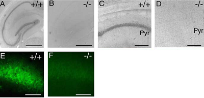 Anti-P2X4 Receptor Antibody