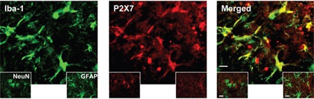 Anti-P2X7 Receptor-ATTO Fluor-550 Antibody