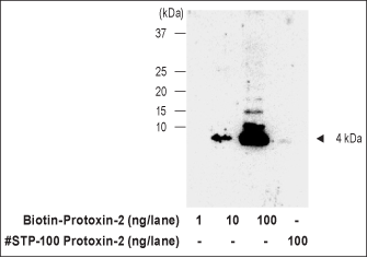 Alomone Labs ProTx-II-Biotin specifically binds avidin.
