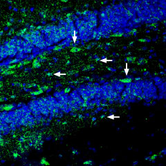 Expression of Ephrin-A2 in mouse hippocampus