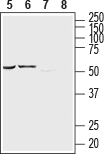 Western blot analysis of rat basophilic leukemia (RBL) cell line lysate (lanes 5 and 7) and human brain glioblastoma (U-87 MG) cell line lysate (lanes 6 and 8):
