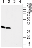 Western blot analysis of rat (lanes 1 and 3) and mouse (lanes 2 and 4) brain lysates: