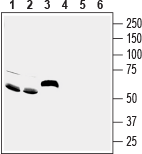Western blot analysis of rat brain (lanes 1 and 4), mouse brain (lanes 2 and 5) and rat small intestine (lanes 3 and 6) lysates: