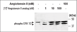 Alomone Labs [Y]6-Angiotensin II Analog induces ERK1/2 (p42/44 MAPK) phosphorylation in IEC-6 cells.