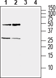 Western blot analysis of mouse (lanes 1 and 3) and rat (lanes 2 and 4) brain lysate: