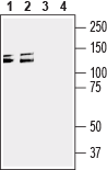 Western blot analysis of mouse (lanes 1 and 3) and rat (lanes 2 and 4) brain membranes: