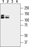 Western blot analysis of human Jurkat T-cell leukemia cell line lysate (lanes 1 and 3) and human HL-60 promyelocytic leukemia cell line lysate (lanes 2 and 4):