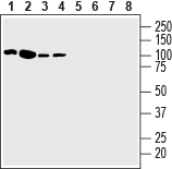 Western blot analysis of human Jurkat T-cell leukemia cell line lysate (lanes 1 and 5), human K562 chronic myelogenous leukemia cell line lysate (lanes 2 and 6), human Malme-3M melanoma cell line lysate (lanes 3 and 7) and human HT-29 colorectal adenocarcinoma cell line lysate (lanes 4 and 8):