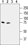 Western blot analysis of mouse (lanes 1 and 3) and rat (lanes 2 and 4) brain lysates: