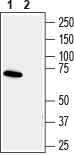 Western blot analysis human SH-SY5Y neuroblastoma cell line lysate: