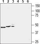 Western blot analysis of rat brain (lanes 1 and 4), mouse brain (lanes 2 and 5) and human U-87 MG glioblastoma cell (lanes 3 and 6) lysates:
