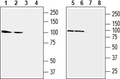 Western blot analysis of rat (lanes 1 and 3) and mouse (lanes 2 and 4) brain membranes, human SH-SY5Y neuroblastoma cell line (lanes 5 and 7) and human Jurkat T-cell leukemia cell line (lanes 6 and 8) lysates: