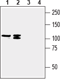 Western blot analysis of human MCF-7 breast adenocarcinoma (lanes 1 and 3) and human COLO 205 colon adenocarcinoma (lanes 2 and 4) cell line lysates: