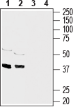 Western blot analysis of rat brain (lanes 1 and 3), (1:1000) and mouse brain (lanes 2 and 4), (1:200) membranes: