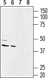 Western blot analysis of rat (lanes 5 and 7) and mouse (lanes 6 and 8) heart membranes: