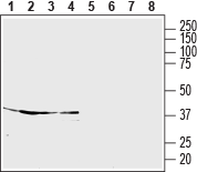Western blot analysis of rat cortex (lanes 1 and 5), rat cerebellum (lanes 2 and 6), rat hippocampus (lanes 3 and 7) and mouse brain (lanes 4 and 8) lysates: