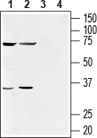 Western blot analysis of human NK-92MI natural killer cell (lanes 1 and 3) (1:500) and human acute monocytic leukemia THP-1 cell (lanes 2 and 4) (1:200) lysates: