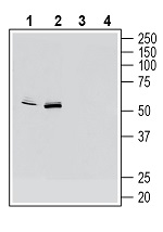 Western blot analysis of mouse BV-2 microglia cell line lysate (lanes 1 and 3) and mouse J774 macrophage cell line lysate (lanes 2 and 4):