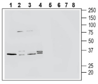 Western blot analysis of human THP-1 monocytic leukemia cell line lysate (lanes 1 and 5), mouse BV-2 microglia cell line lysate (lanes 2 and 6), mouse J774 monocyte cell line lysate (lanes 3 and 7) and human HMC3 microglia cell line lysate (lanes 4 and 8):