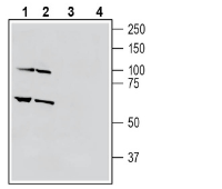 Western blot analysis of human THP-1 monocytic leukemia cell line lysate (lanes 1 and 3) and human HL-60 promyelocytic leukemia cell line lysate (lanes 2 and 4):