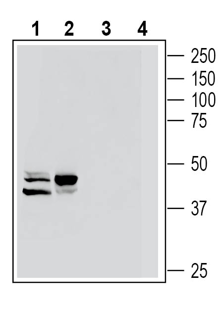 Western blot analysis of mouse J774 macrophage cell line lysate (lanes 1 and 3) and mouse M1 myeloid leukemia cell line lysate (lanes 2 and 4):