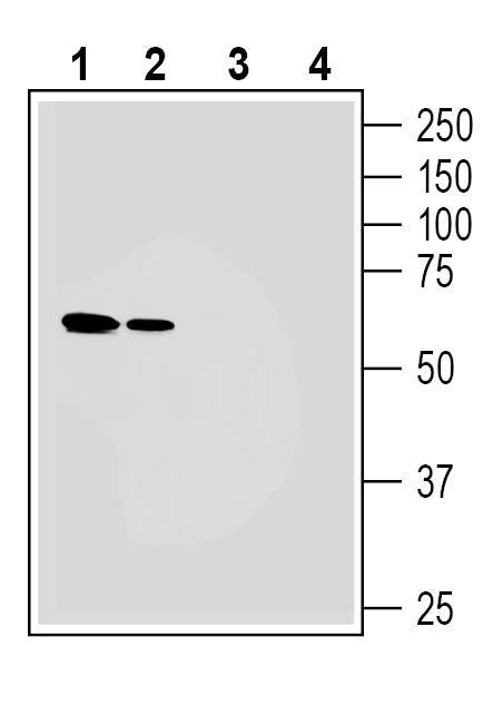 Western blot analysis of mouse brain membranes (lanes 1 and 3) and rat brain membranes (lanes 2 and 4):