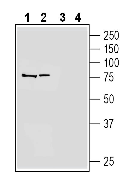 Western blot analysis of human THP-1 monocytic leukemia cell line lysate (lanes 1 and 3) and human MEG-01 megakaryoblastic leukemia cell line lysate (lanes 2 and 4):